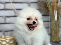 Pomeranian boo