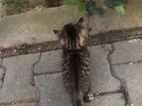 2 AYLIK ÇOK TATLI BENEKLİ TEKİR