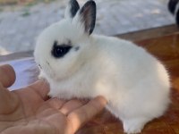 Cüce tavşan (netherland dwarf)