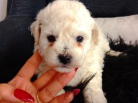 Bichon Frise Yavruları