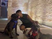 Acil satılık cane corso köpekler