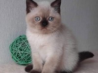 Bitter Çikolata Point British Shorthair