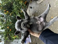 French bulldog bebekler 38 günlük