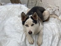 Muhteşem Sibirya Kurdu (Husky) Yavrularımız
