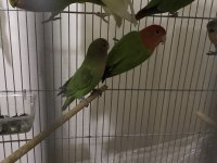 Bebek sevda papağanı eğitime açık
