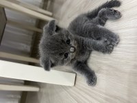 Scottish fold kedisi
