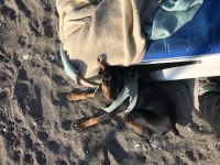 Dünyalar tatlısı 4 aylık doberman eğitime açık