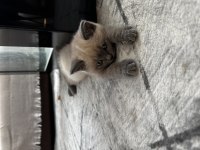 Safkan british shorthair yavrular