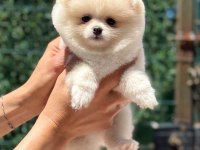 KUSURSUZ KARBEYAZ DİŞİ POMERANİAN BOO