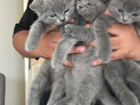 British shorthair yavrular