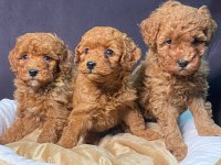 Ruhsatlı çiftliğimiz burkemden yılbaşı şekeri poodle