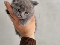 Safkan scottish fold bebeklerim