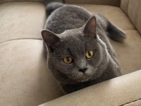 2 yaşında erkek british shorthair hiç çiftleşmedi eğitimli