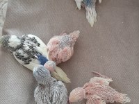 5 adet muhabbet kuşu yavrusu