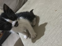Smokin kedimiz henüz 1 aylık erkek bebek