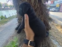 GÜL KUYRUK BASIK SURAT ORJİNAL PUG MOPS