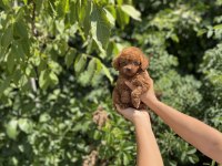 Üst Kalite Poodle Bebekler