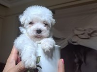 0 Boy Maltese Terrier