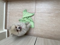 3 aylık pomeranian boo