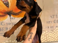 Doberman yavruları