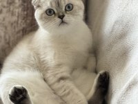 Scottish fold inci kızıma kendi çocuğu gibi bakacak yuva