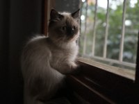 8 aylık Himalayan cinsi kızımın yuvasını arıyorum