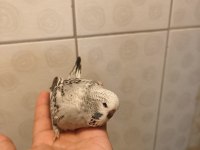 JUMBO muhabbet kuşu bebişler