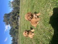 Orjinal minyatür poodle yavrular