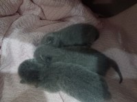 14 Şubat Doğumlu British Shorthair Yavrularımız