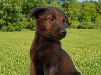 Şecereli Belçika Malinois Yavruları