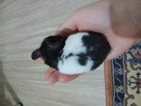 hepsi ücretsiz farklı renk hamsterlar uzun tüylü de var