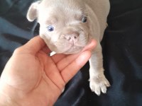 İsabella and tan french bulldog