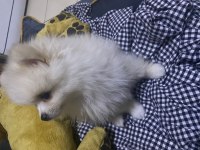 6 aylık aşıları bitmiş dişi pomeranian boo