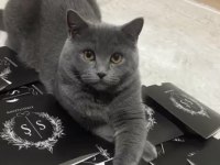 British shorthair 1,5 yaşında dişi kedimiz