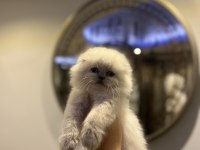 SCOTTISH FOLD LONGHAIR YAVRULARIM 