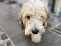 Maltipoo 4 aylık dişi