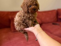 Bebek Toy Poodle