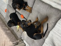 26 HAZİRAN DOĞUMLU DOBERMAN BEBEKLERİMİZ