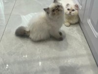 Minnoş iran kedisi bebeğimiz yuva arıyor