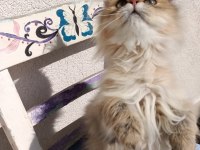 5 aylık British longhair black golden