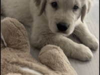 Golden Retriever Köpekleri