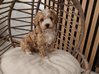 Ruhsatlı Köpek Çiftliğinden Maltipoo Yavrularımız