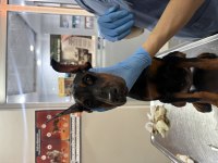 Doberman Malatya Yavru Köpeğimiz