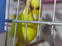 Jumbo Muhabbet Kuşu