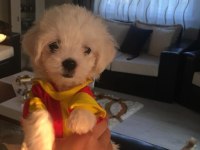 Orjinal safkan teacup kore maltese terrier