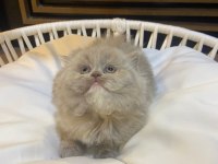 2 aylık lilac top kafa british longhair
