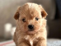 SON KALAN TOY POODLE KALİTESİNDE MALTİPOO YAVRUM