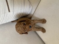 GÜZEL POODLE BEBEKLER YUVALARINA GİTMEYE HAZIR
