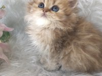 British longhair golden erkek yavrum