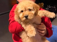 2 buçuk aylık dişi maltipoo bebek